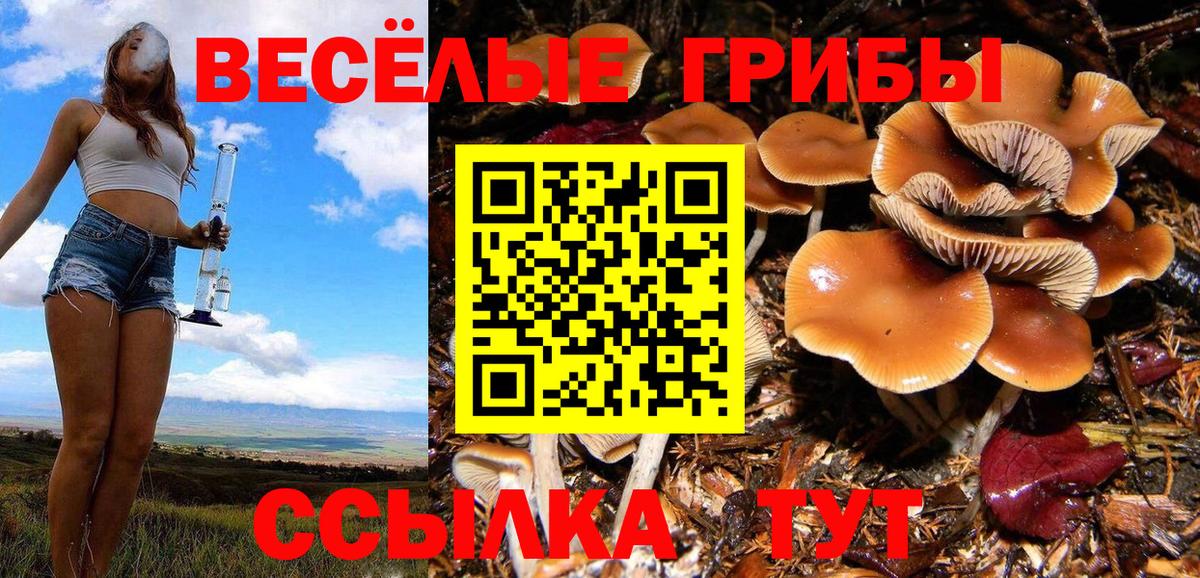 Псилоцибиновые грибы Psilocybe Шебекино